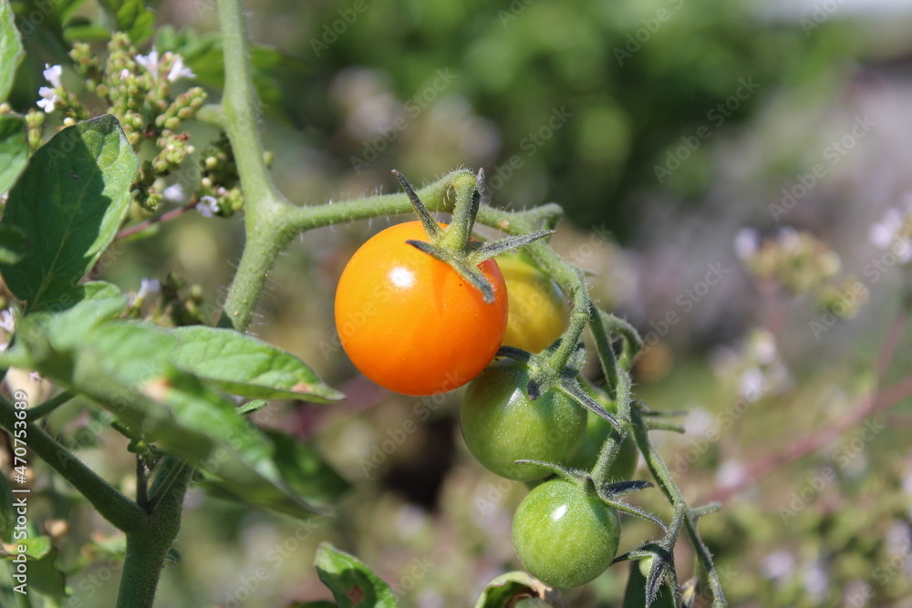 Growing and ripening cherry tomatoes on the vine Growing and ripening cherry tomatoes on the vine