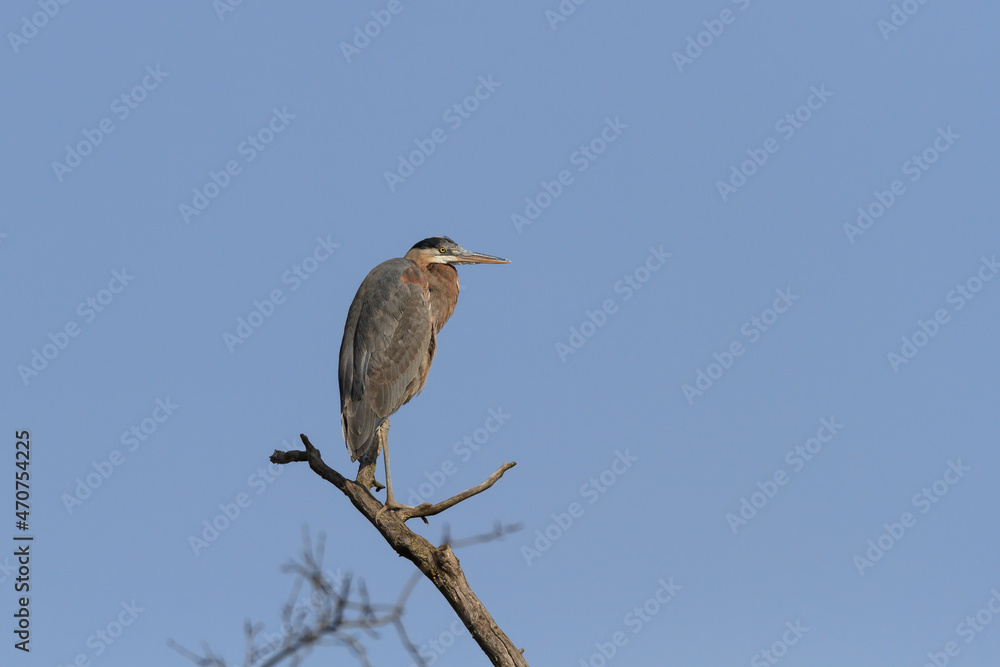 Great Blue Heron perched in a dead tree Great Blue Heron perched in a dead tree