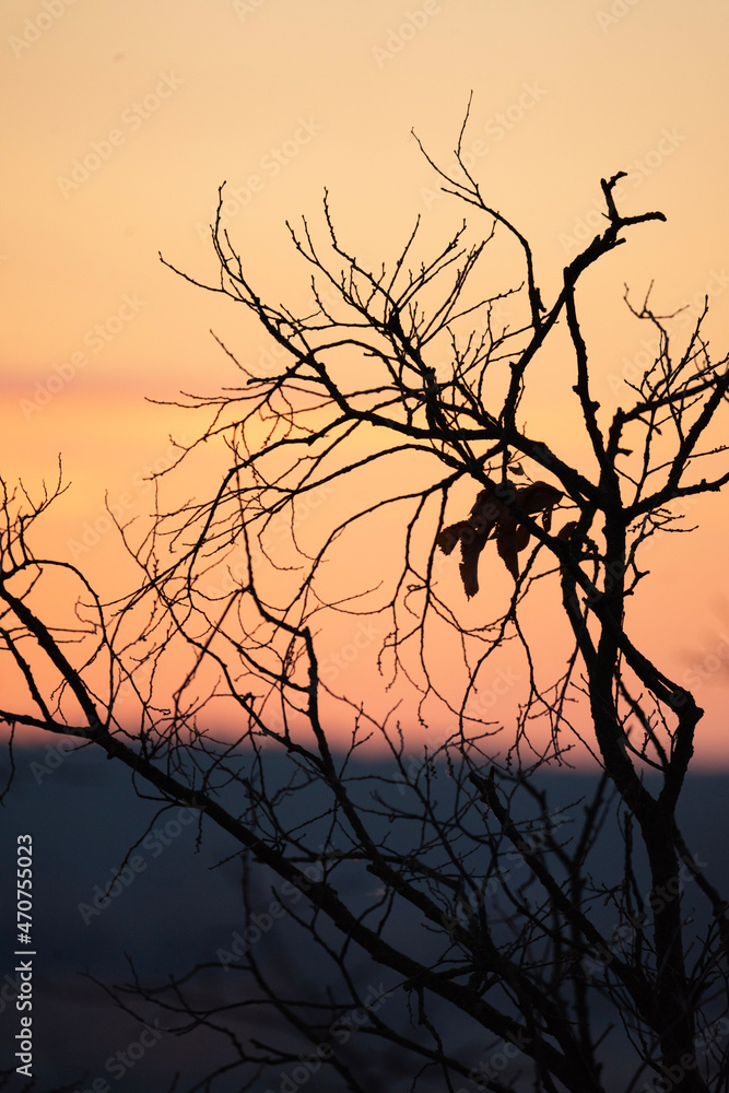 Fototapeta premium silhouette of tree in sunset