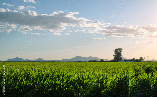 Green corn field in Tucson Arizona daytime image. 