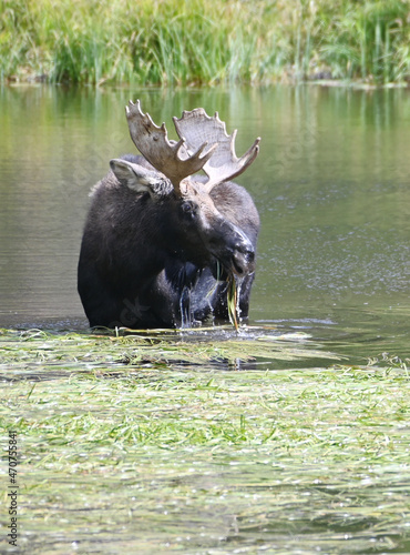 Bull Moose in Pond photo