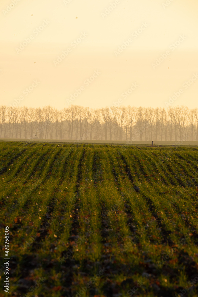 vineyard in autumn