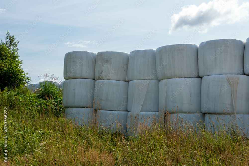 Multiple long rows of white silo bales of hay in a farmer's field. The farm has green hay growing around the stored haystack rolls on pasture land. The covering is a white plastic or poly material. Multiple long rows of white silo bales of hay in a farmer's field. The farm has green hay growing around the stored haystack rolls on pasture land. The covering is a white plastic or poly material.