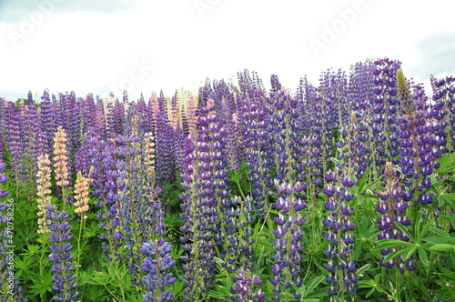 Fields of Lupins, the purple flowers near to Lake Tekapo, New Zealand
