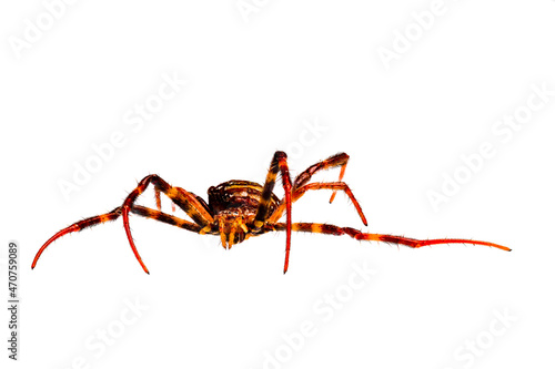 A spider has a combination of brown and orange colors, isolated on white background © pariketan