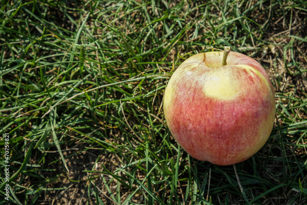 fresh red and yellow apple on green grass fresh red and yellow apple on green grass