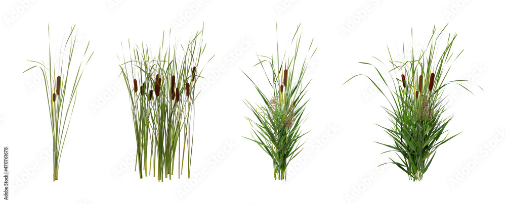 Set with beautiful green reed on white background. Banner design - obrazy, fototapety, plakaty 