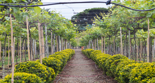 Obraz na plátně Grape cultivation in La Unión Valle del Cauca Colombia