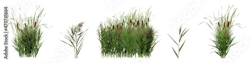 Set with beautiful green reed on white background. Banner design photo