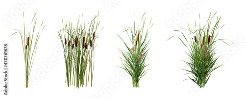 Set with beautiful green reed on white background. Banner design photo