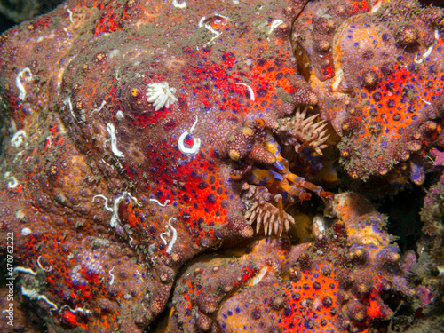 Puget Sound King Crab (Lopholithodes mandtii)