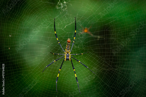 A female golden silk spider is preparing to build a cobweb as a trap to trap insects for food.