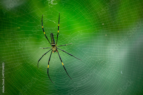 A female golden silk spider is preparing to build a cobweb as a trap to trap insects for food.