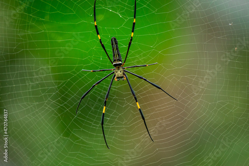 A female golden silk spider is preparing to build a cobweb as a trap to trap insects for food.