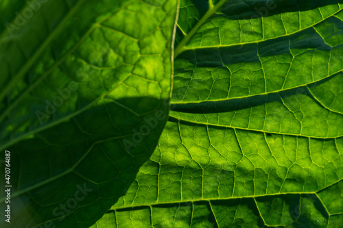 Tobacco leaves green and fresh with all the leaf nerves visible photo