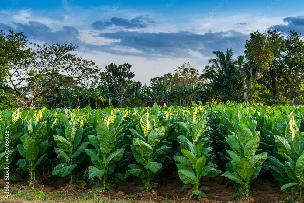 Tobacco field Tobacco field