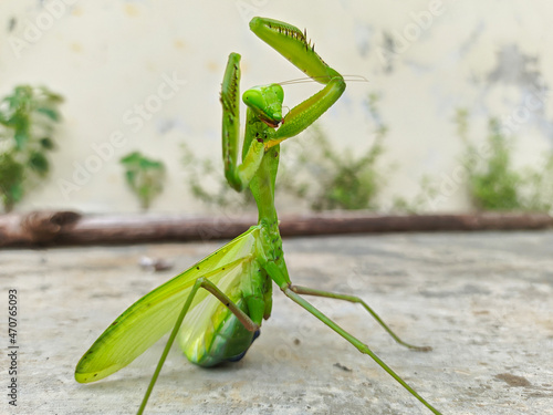 Canvas Print green praying mantis