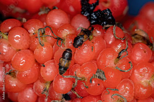 Adult Sap-feeding Beetle photo