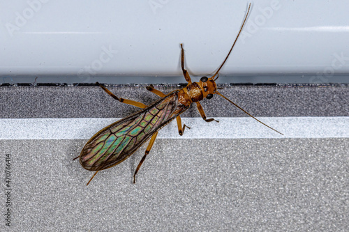 Adult Common Stonefly insect photo