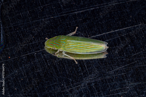 Adult Typical Leafhopper photo