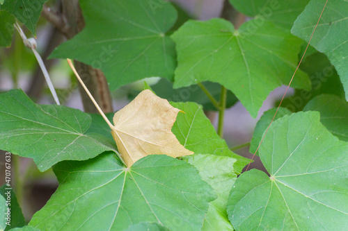 One dead leaf amongst healthy Leaves of sthal padma or Hibiscus mutabilis, also known as the Confederate rose, Dixie rosemallow, cotton rose or cotton rosemallow, tree. Howrah, West Bengal, India © mitrarudra