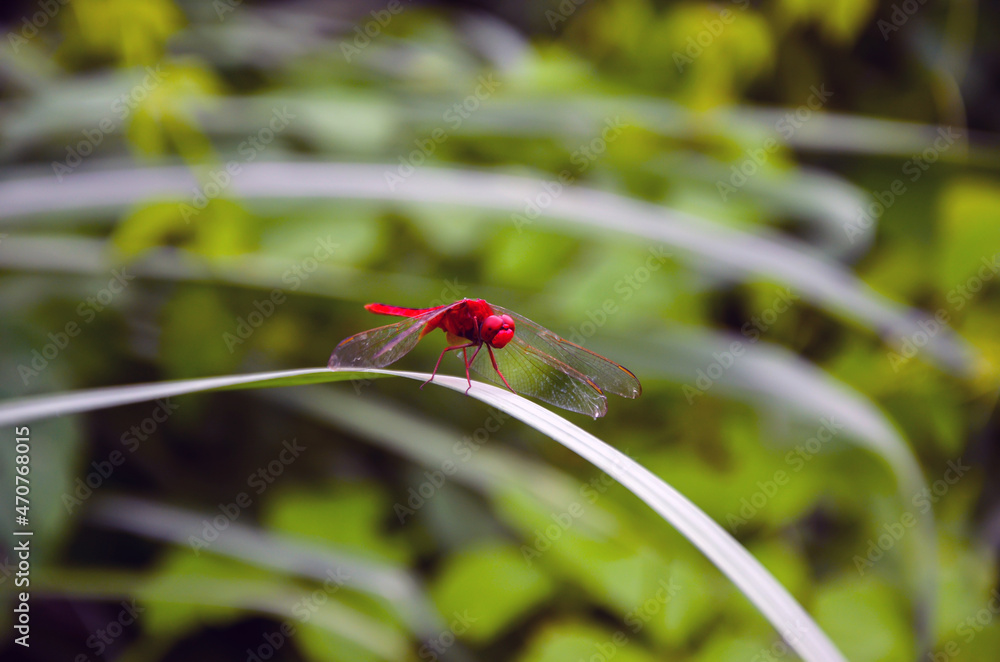 Closeup of a red scarlet skimmer dragonfly sitting on thin green grass in the forest. Beautiful ruddy marsh skimmer dragonfly. Closeup of a red scarlet skimmer dragonfly sitting on thin green grass in the forest. Beautiful ruddy marsh skimmer dragonfly.