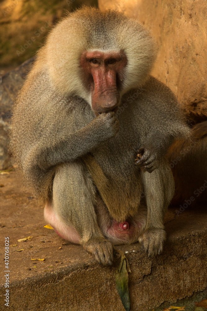 Fototapeta premium The hamadryas baboon (Papio hamadryas).