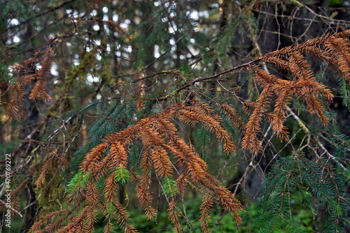 Damage from Black Headed Budworm in forest in Southeast Alaska photo