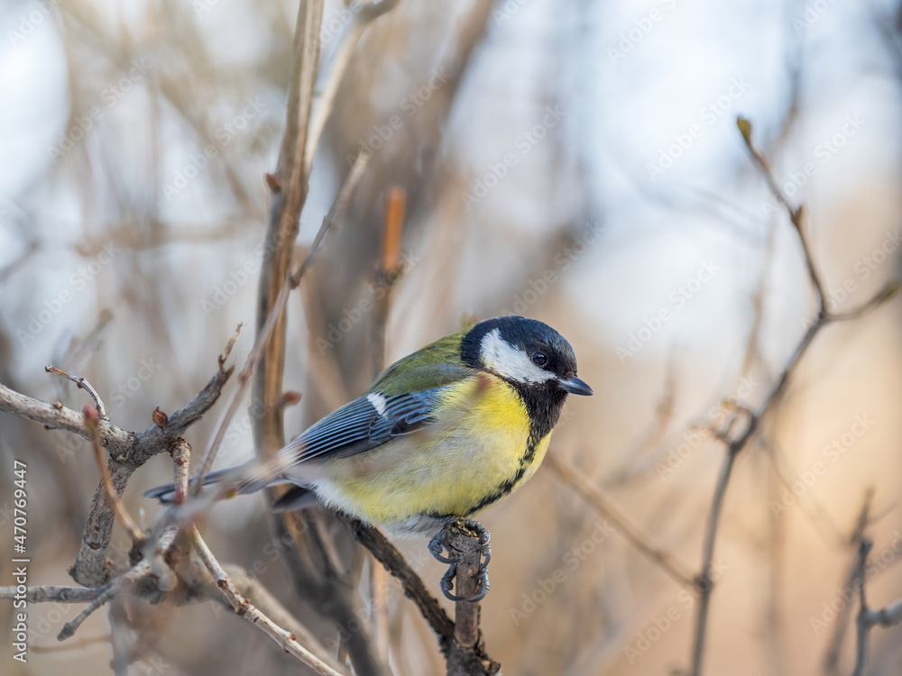 Cute bird Great tit, songbird sitting on a branch without leaves in the autumn or winter. Cute bird Great tit, songbird sitting on a branch without leaves in the autumn or winter.