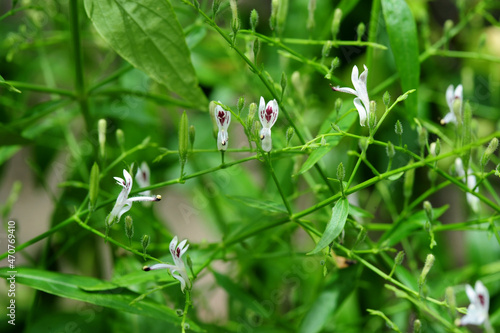 Green sheath and flower of andrographis paniculata, commonly known as creat or green chiretta,