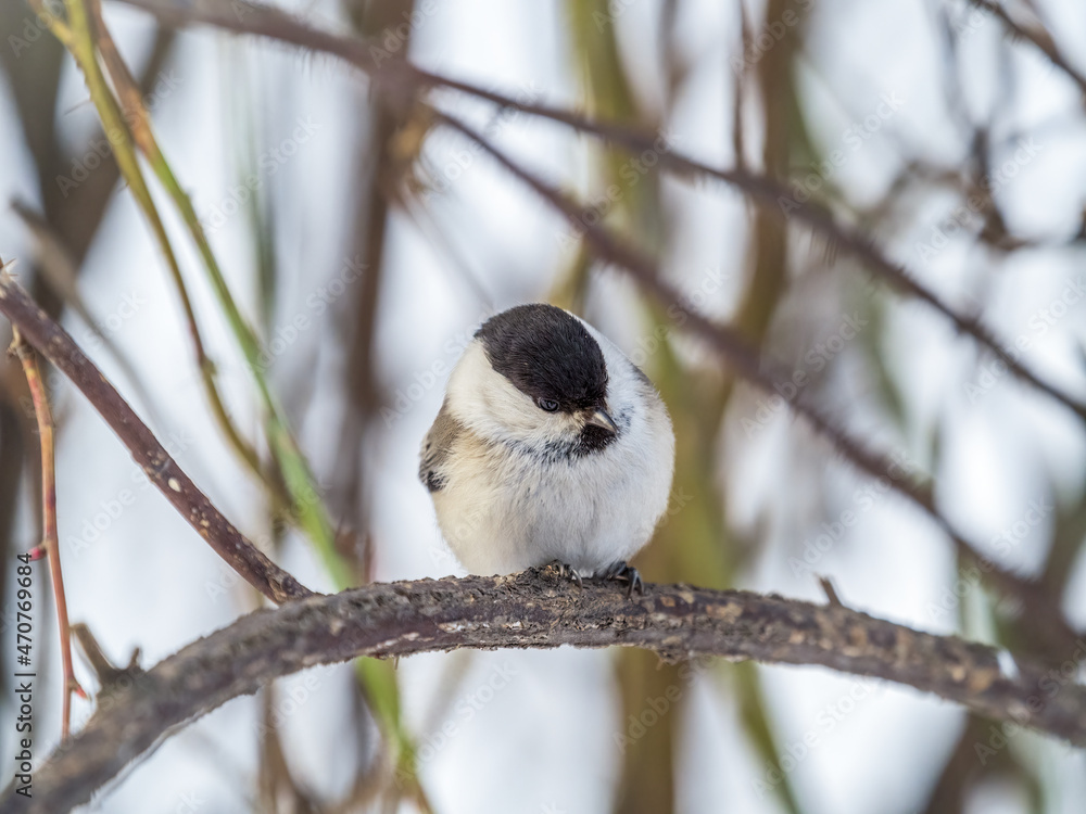 Cute bird the willow tit, song bird sitting on a branch without leaves in the winter. Cute bird the willow tit, song bird sitting on a branch without leaves in the winter.