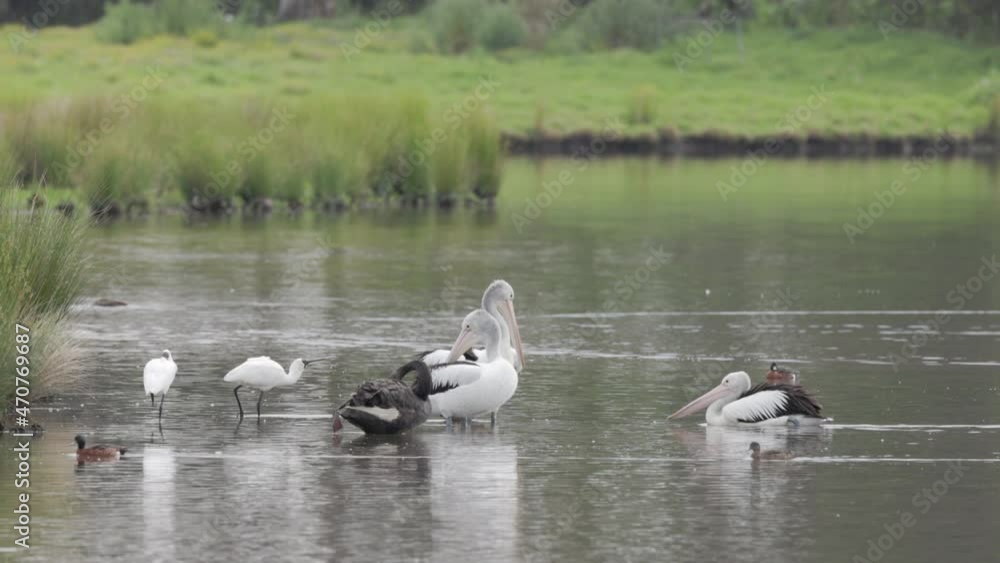 a slow motion clip of a pelican joining a flock at a wetland on the central coast of nsw, australia a slow motion clip of a pelican joining a flock at a wetland on the central coast of nsw, australia
