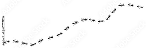 Worker ants trail curve. Ant path isolated in white background. Vector illustration