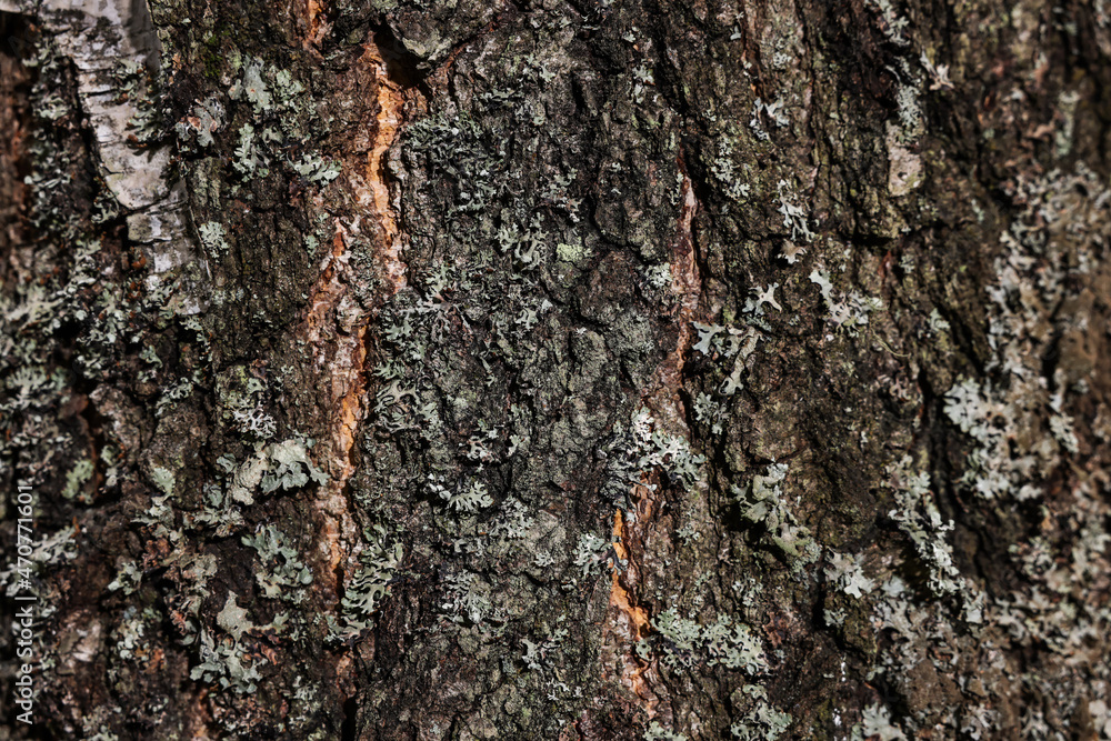 Texture of tree bark as background, closeup view Texture of tree bark as background, closeup view