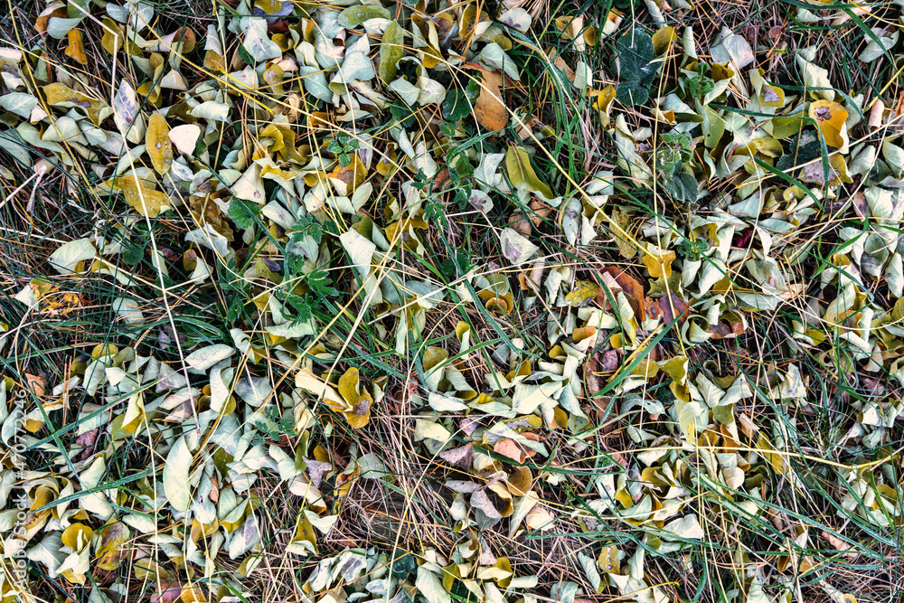 Fallen autumn leaves on the ground. Autumn colors. Background from leaves. Fallen autumn leaves on the ground. Autumn colors. Background from leaves.
