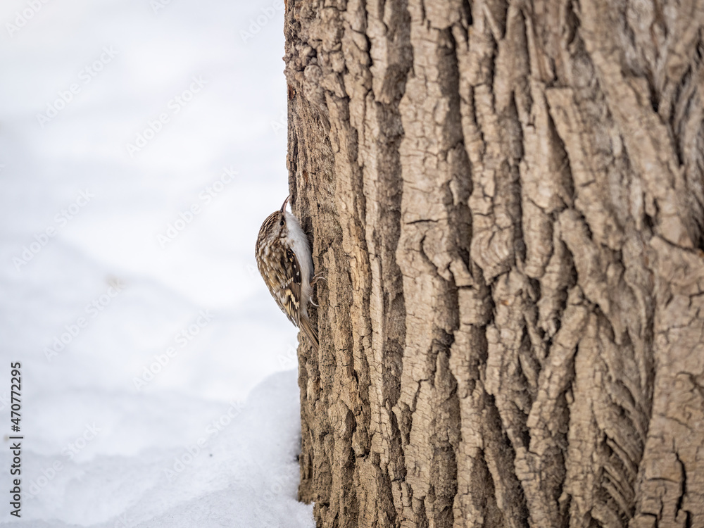 Obraz premium Little bird Eurasian treecreeper crawling on a tree in winter. Nature background. Bird: Short toed Treecreeper. Certhia brachydactyla.