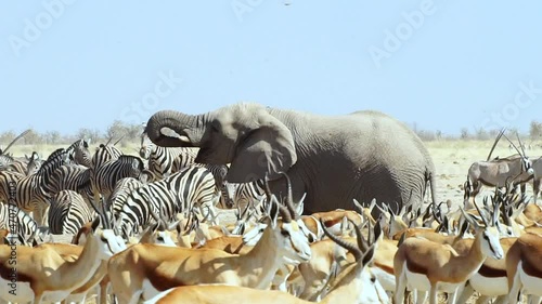 African Bush Elephant With Herd Of Springboks And Plains Zebras At Etosha National Park In Namibia, Africa. wide
