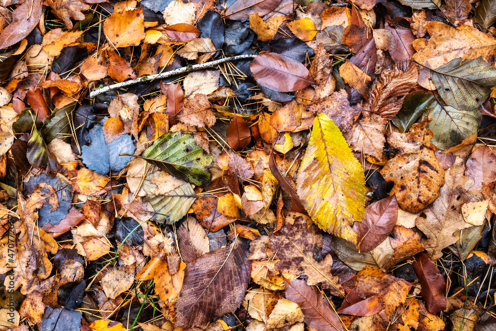 Fallen autumn leaves on the ground. Autumn colors. Background from leaves. Fallen autumn leaves on the ground. Autumn colors. Background from leaves.