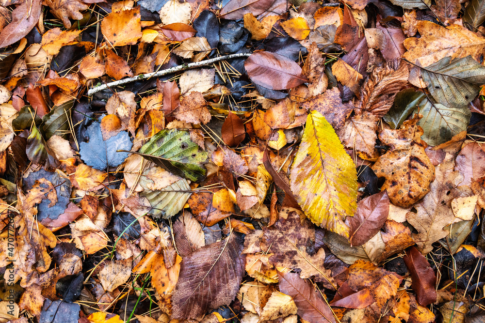 Fallen autumn leaves on the ground. Autumn colors. Background from leaves.