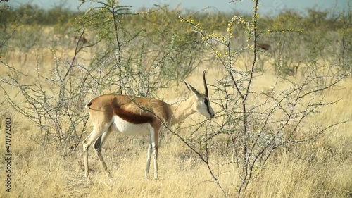 Springbok Feeding On Leafless Bush Plant In The Grassland Of Etosha National Park In Namibia. wide photo