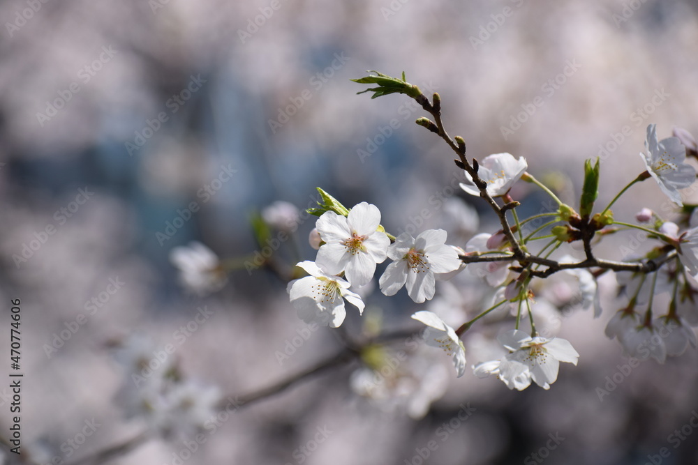 桜 桜