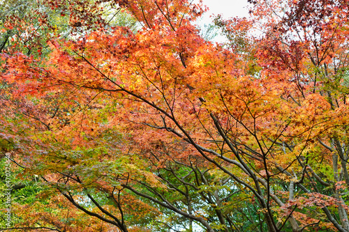 大町公園の美しい紅葉（千葉県市川市） Beautiful autumn leaves in Omachi Park, Ichikawa City, Chiba Prefecture, Japan