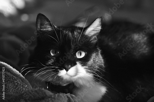 black and white cat portrait