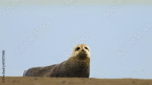 Spotted patterned seal waving its body and tail while looking at the camera. photo