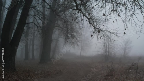 fog in the forest
