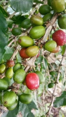 apples on tree