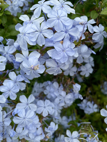Beautiful, delicate, purple Plumbago flowers on a large plant growing as a climber