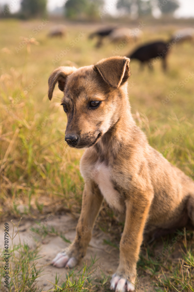 Portrait of curious Brown Puppy looking innocent. Indian brownish puppy. Portrait of curious Brown Puppy looking innocent. Indian brownish puppy.