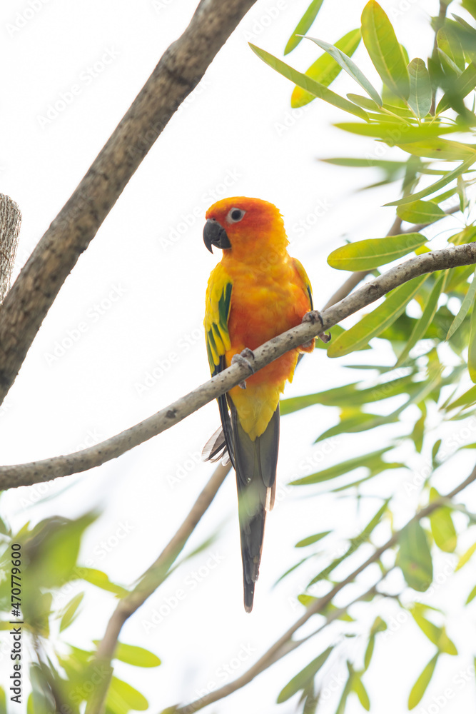 Rosy-faced lovebird perches on branch Rosy-faced lovebird perches on branch