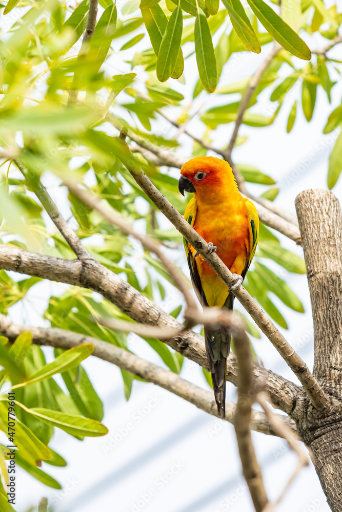 Rosy-faced lovebird perches on branch Rosy-faced lovebird perches on branch